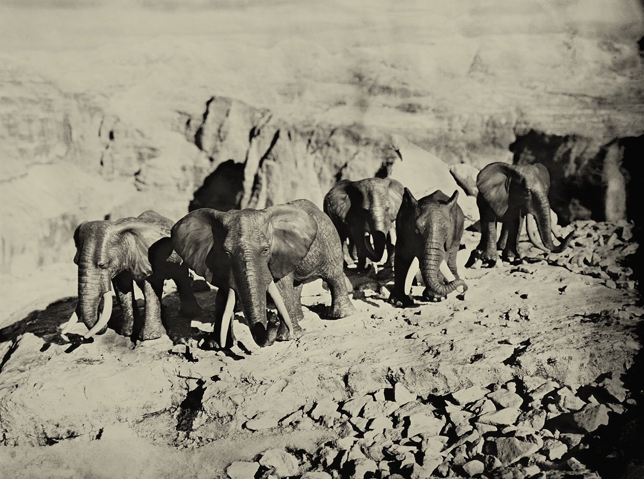 African Elephants Dolomites Italy